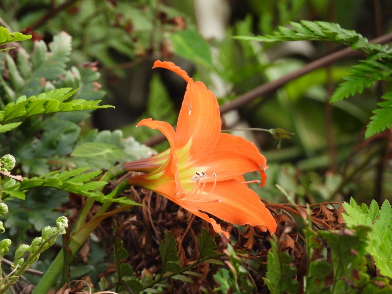 Amarílis (Hippeastrum puniceum), plantas, fotografado em Maresias, São Sebastião