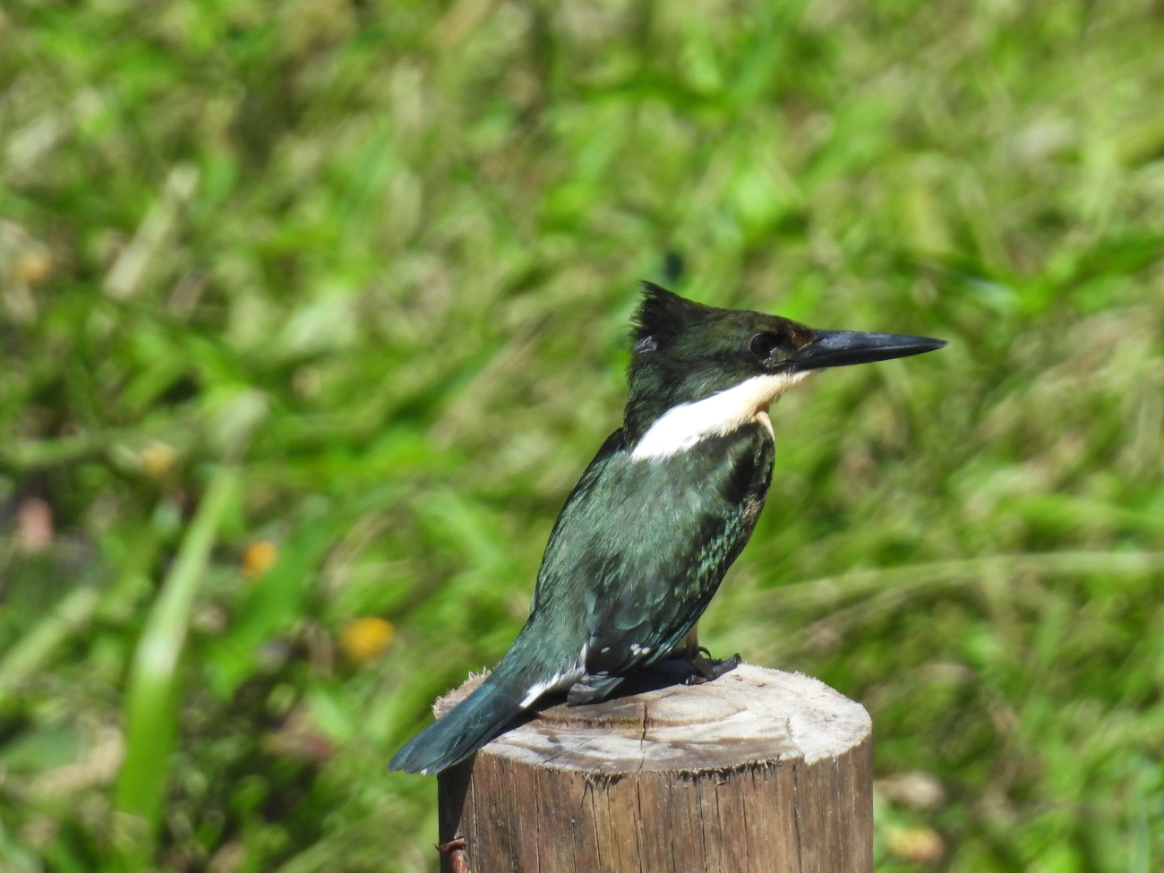 Martim-pescador-pequeno (Chloroceryle americana), aves, fotografado em Maresias, São Sebastião