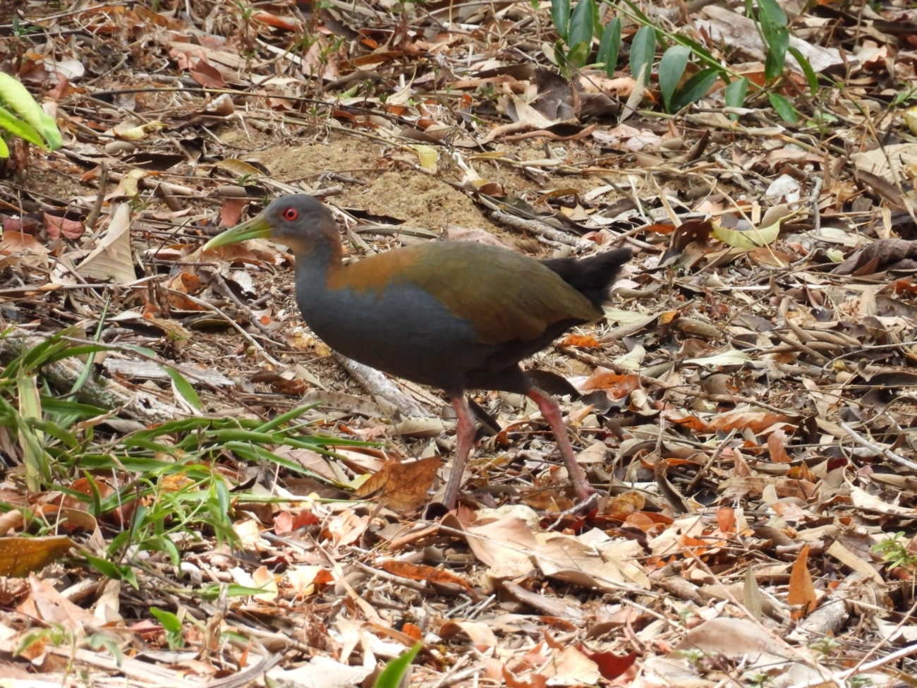 Saracura-do-mato (Aramides saracura), aves, fotografado em Rodovia BR 354, Itamonte