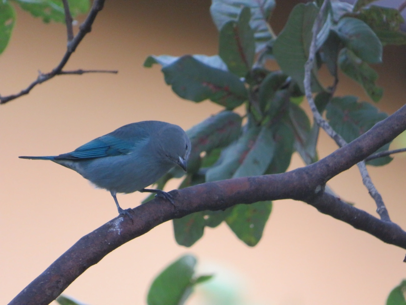Sanhaço-cinzento (Thraupis sayaca), aves, fotografado em Maresias, São Sebastião