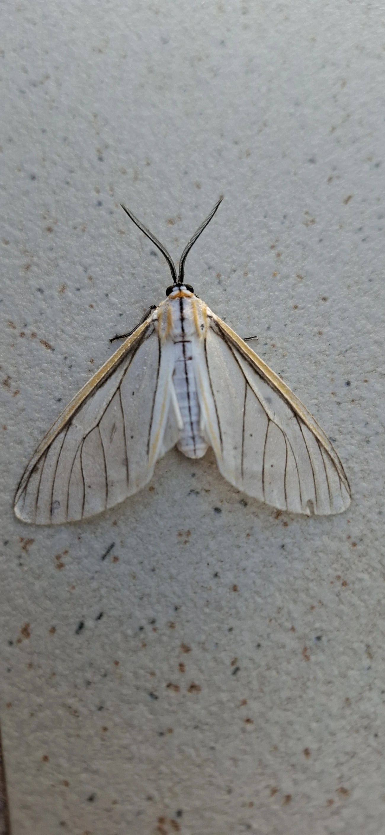 Hyalurga fenestrata, insetos, fotografado em Maresias, São Sebastião