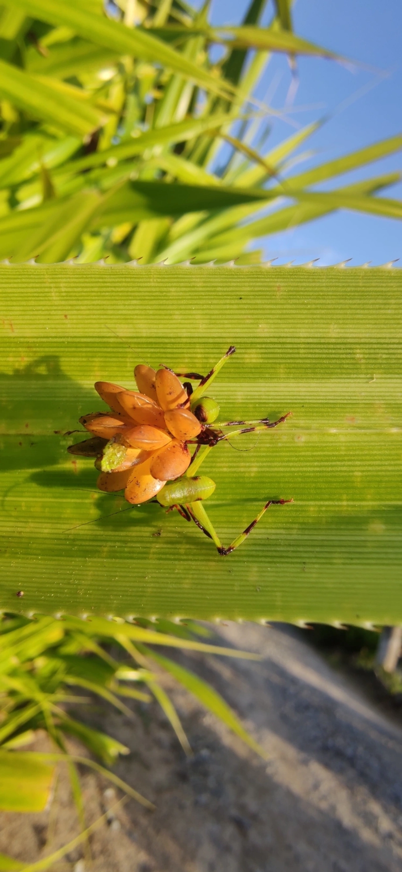 Cnemidophyllum oblitum, insetos, fotografado em Maresias, São Sebastião