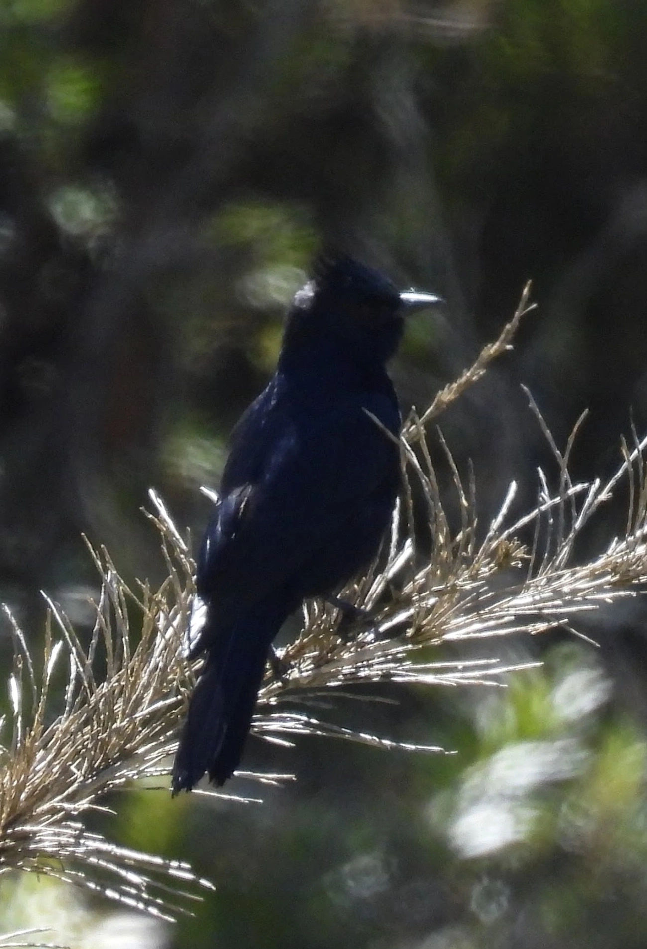 Maria-preta-de-penacho (Knipolegus lophotes), aves, fotografado em Engenheiro Passos