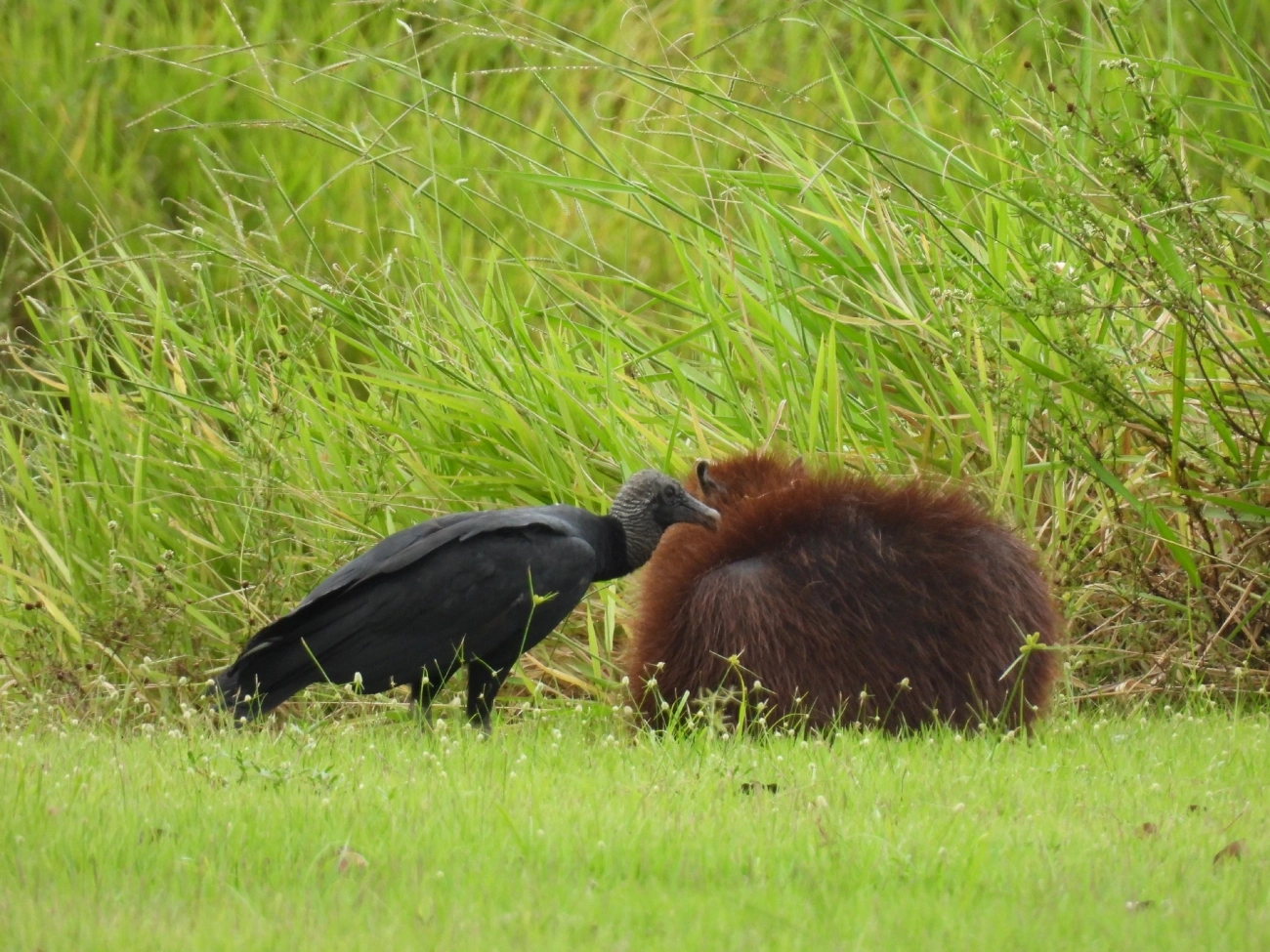 Urubu-de-cabeça-preta (Coragyps atratus), aves, fotografado em Indaiá, Caraguatatuba
