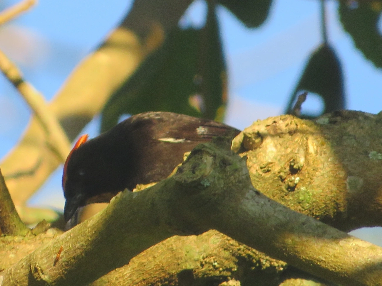 Tiê-galo (Loriotus cristatus), aves, fotografado em Maresias, São Sebastião