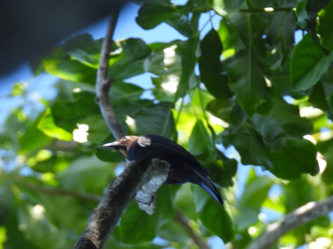 Tiê-galo (Loriotus cristatus), aves, fotografado em Maresias, São Sebastião