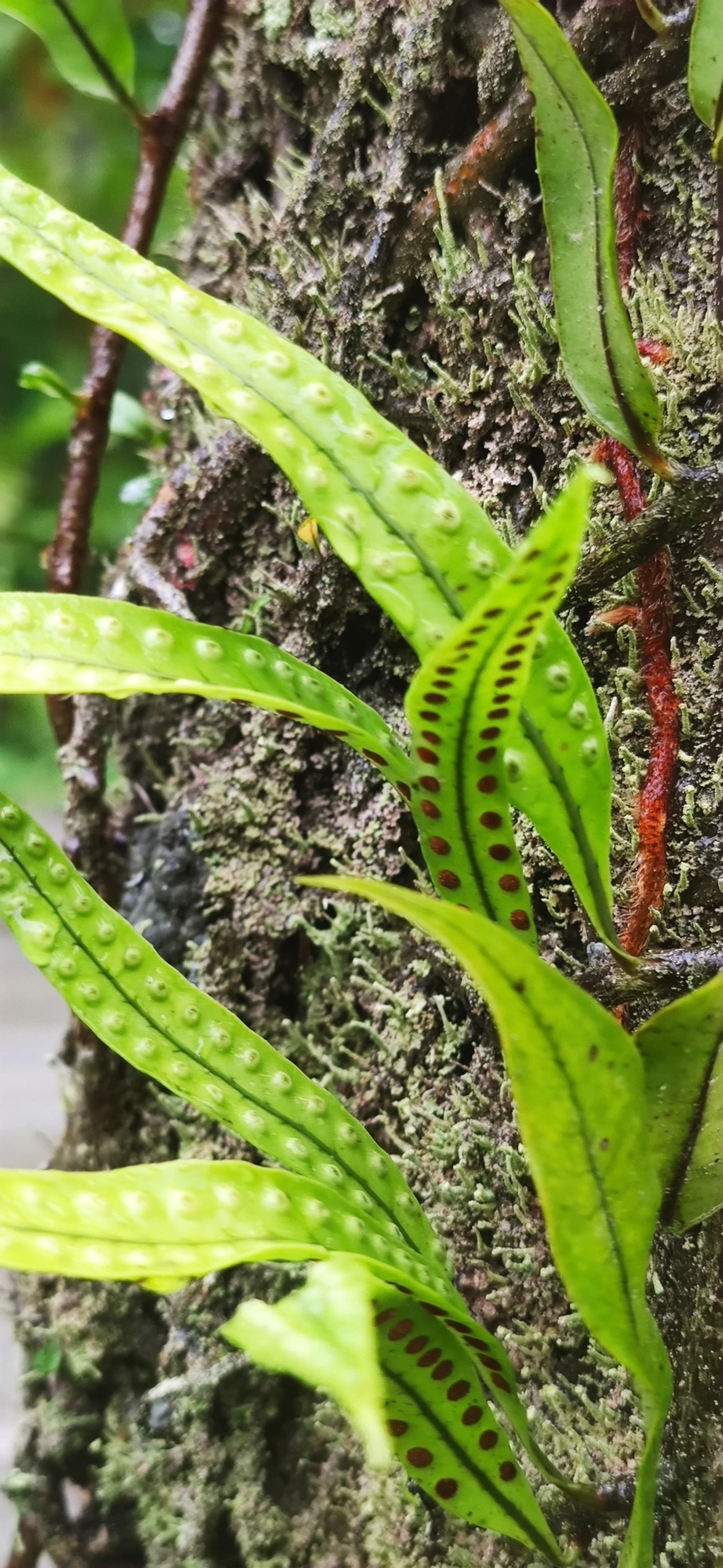 Pleopeltis macrocarpa, plantas, fotografado em Maresias, São Sebastião