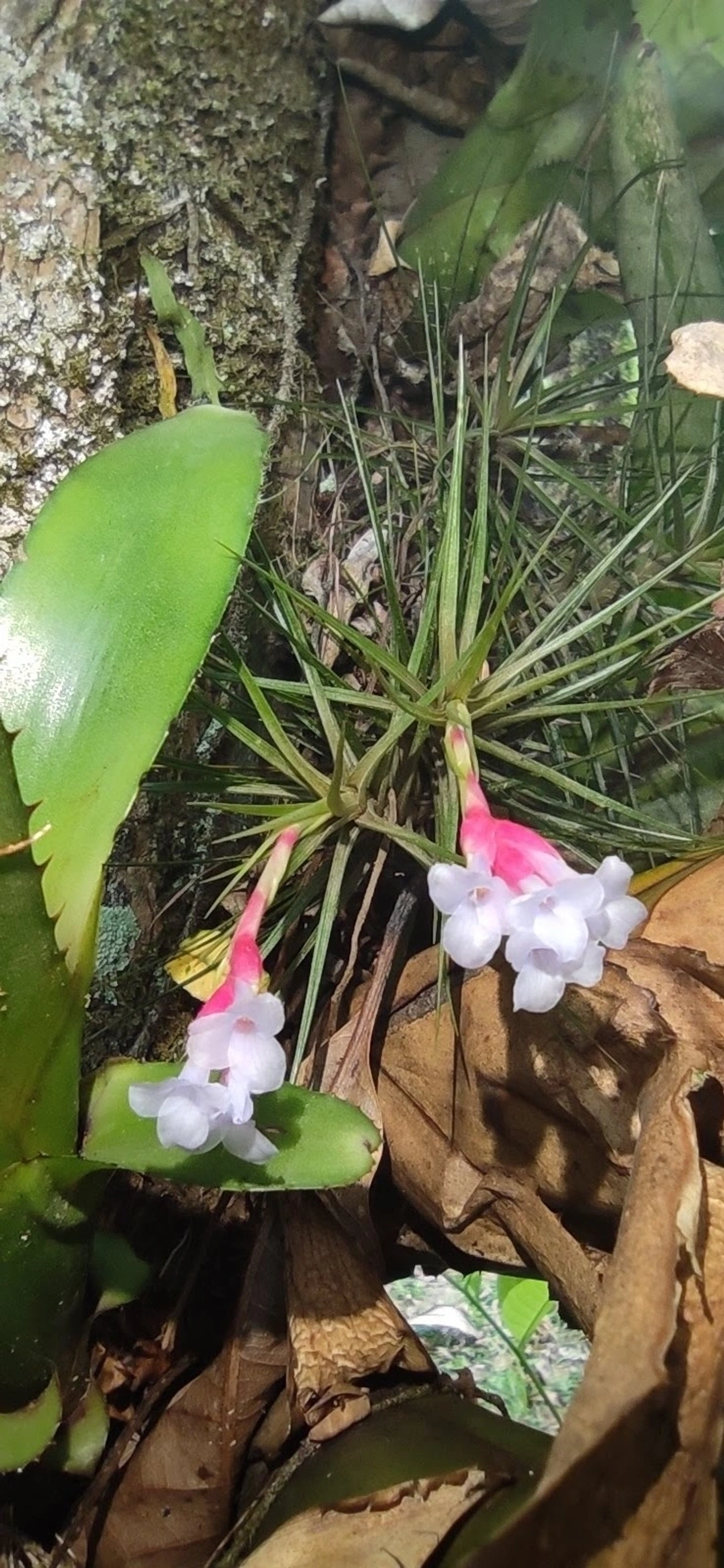 Tillandsia tenuifolia, plantas, fotografado em Maresias, São Sebastião