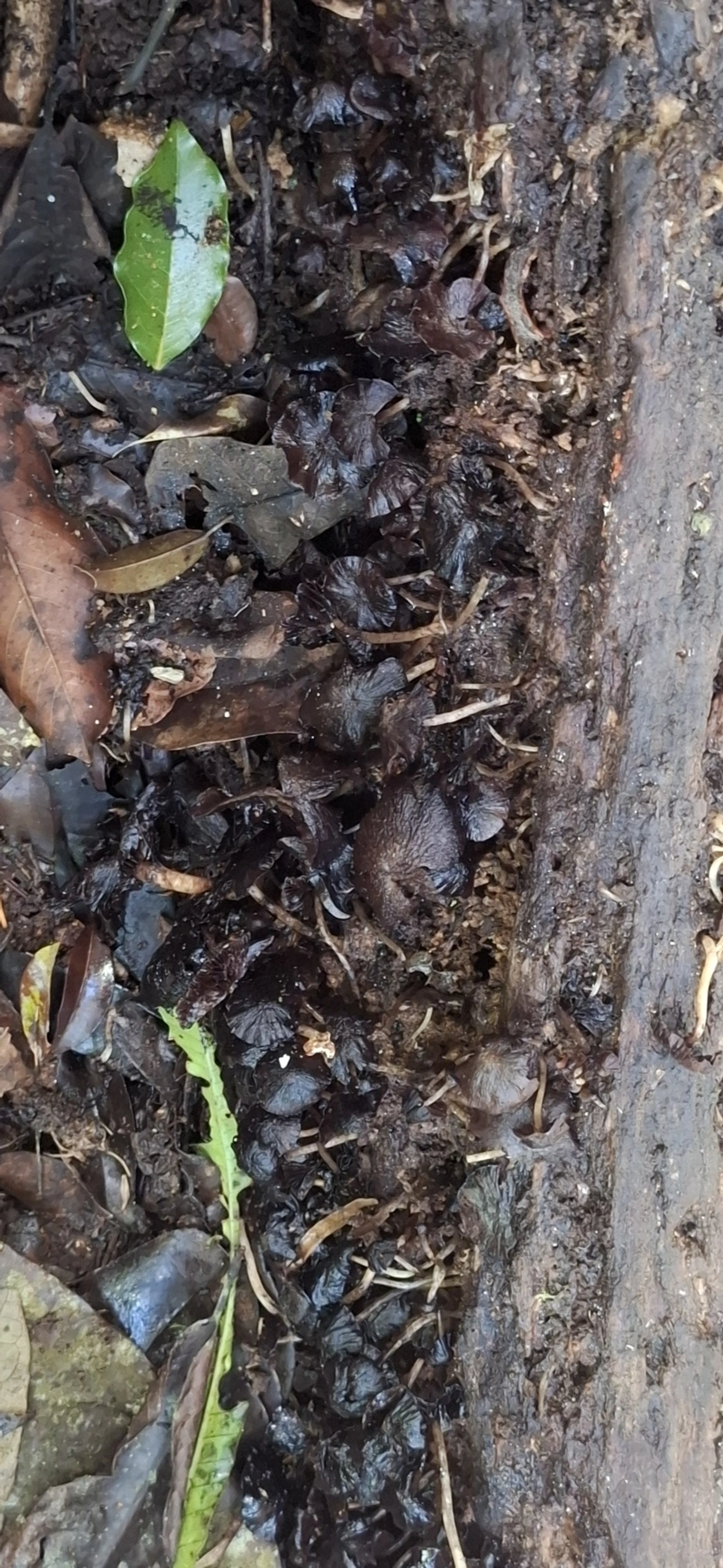 Cogumelos Lamelados (Agaricales), fungos, fotografado em Enxovas, Ilhabela