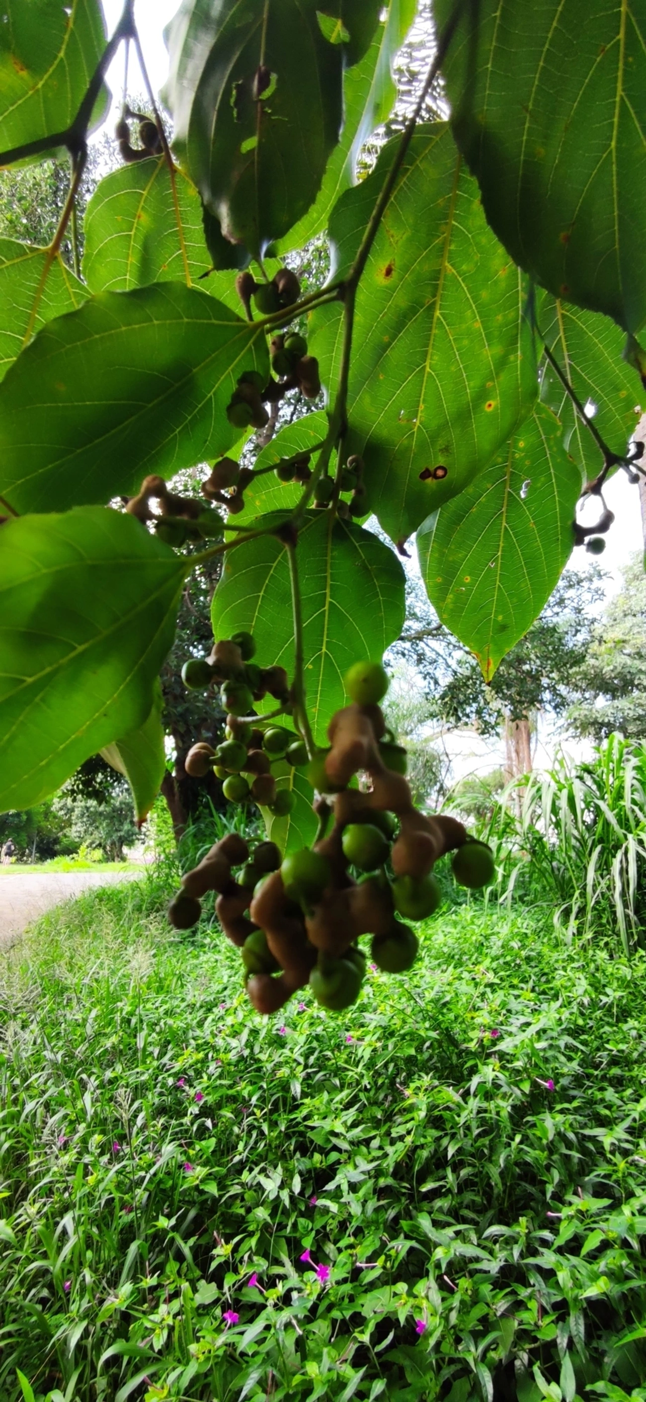 Uva-do-Japão (Hovenia dulcis), plantas, fotografado em Vila Santo Estevão, São Paulo