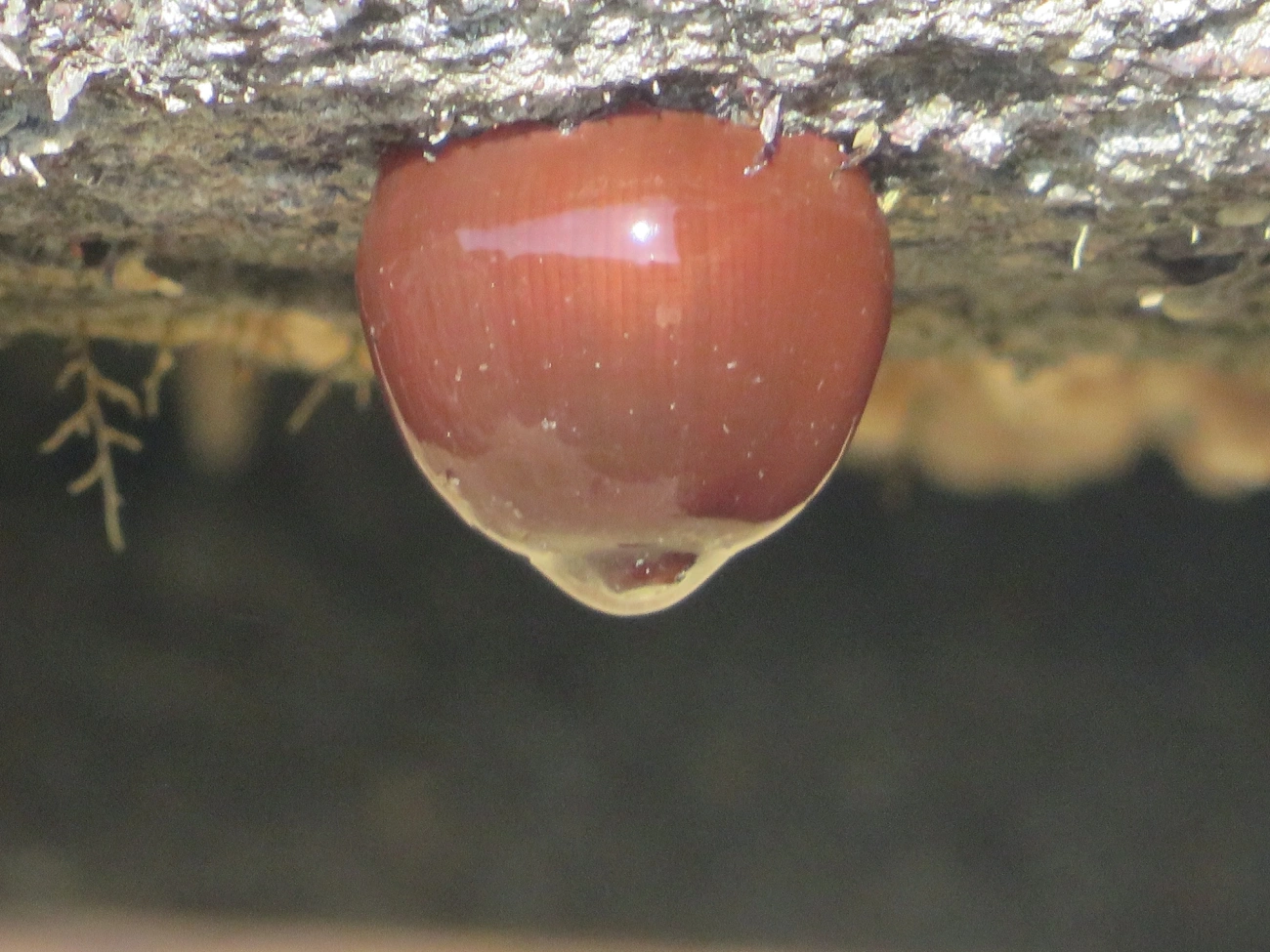 Anêmona-das-Bermudas (Actinia bermudensis), cnidários, fotografado em Maresias, São Sebastião