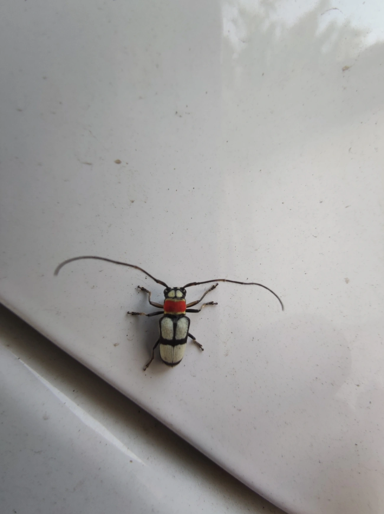 Pyrobolus clathratus, insetos, fotografado em Maresias, São Sebastião