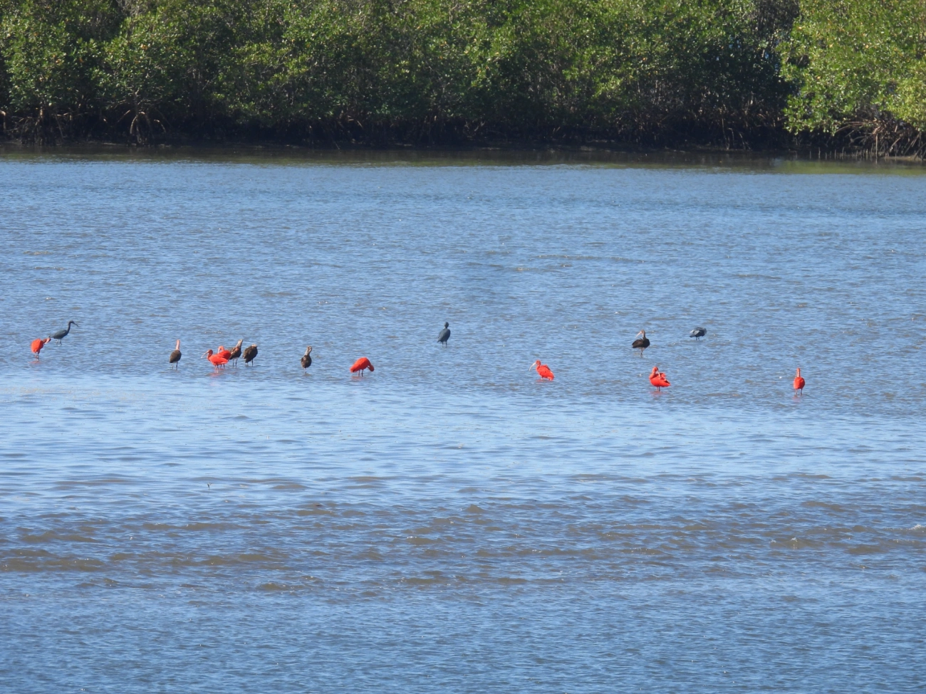 Guará (Eudocimus ruber), aves, fotografado em Cananéia