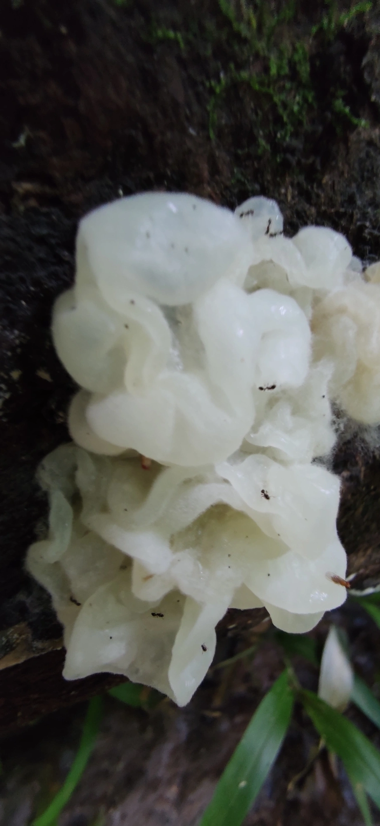 Protohydnum pululahuanum, fungos, fotografado em Maresias, São Sebastião