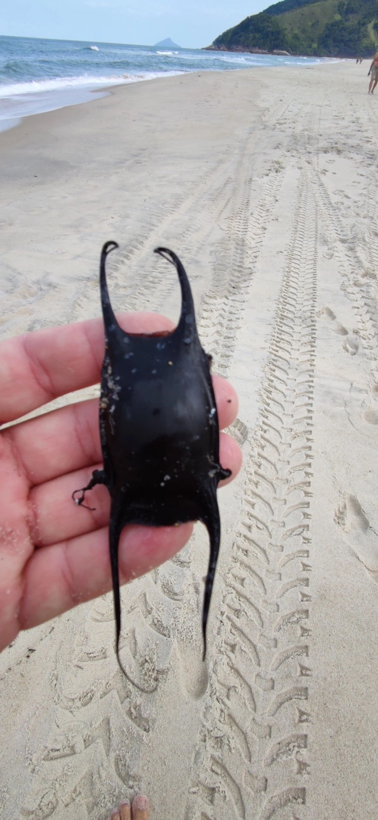 Raia-de-Agassiz (Rioraja agassizii), peixes, fotografado em São Sebastião