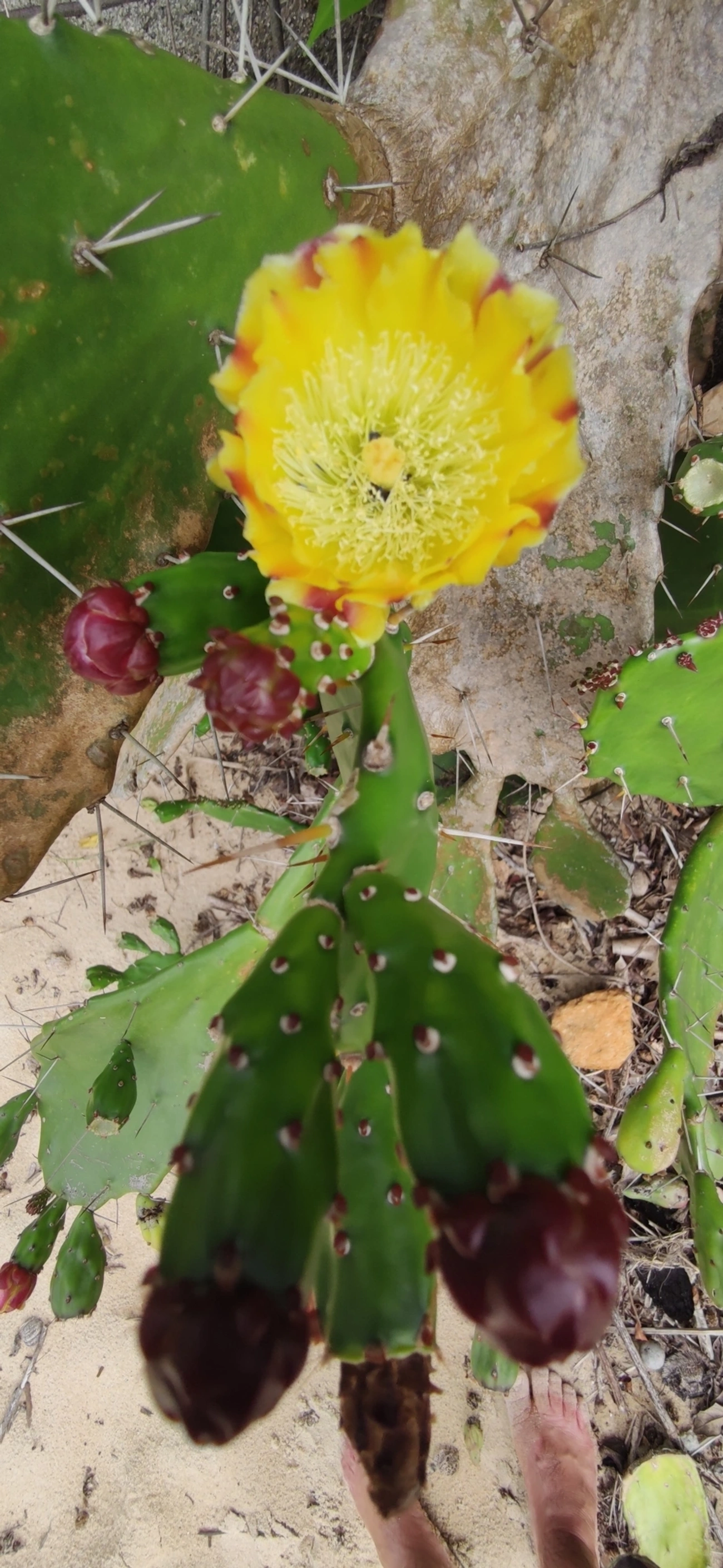 Urumbeba (Opuntia monacantha), plantas, fotografado em Toque-Toque Grande, São Sebastião