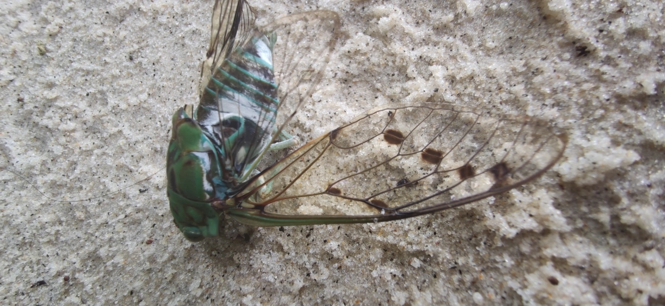 Cigarra-verde (Zammara tympanum), insetos, fotografado em Maresias, São Sebastião