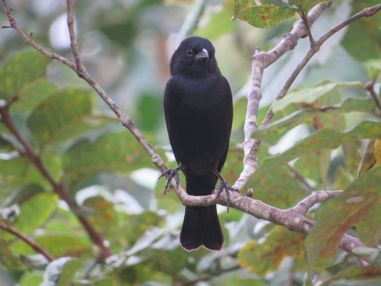 Chupim (Molothrus bonariensis), aves, fotografado em Maresias, São Sebastião