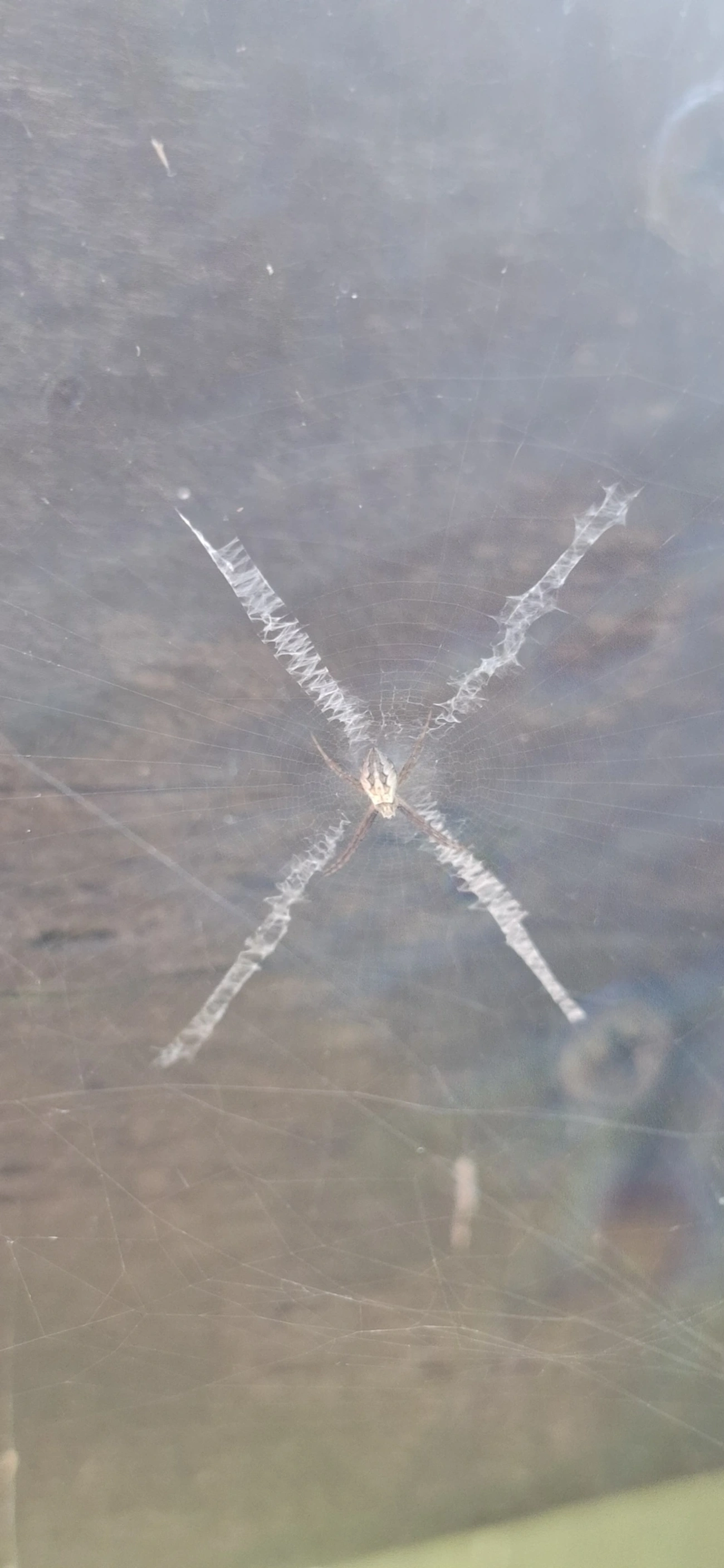 Argiope, aracnídeos, fotografado em Cabreúva