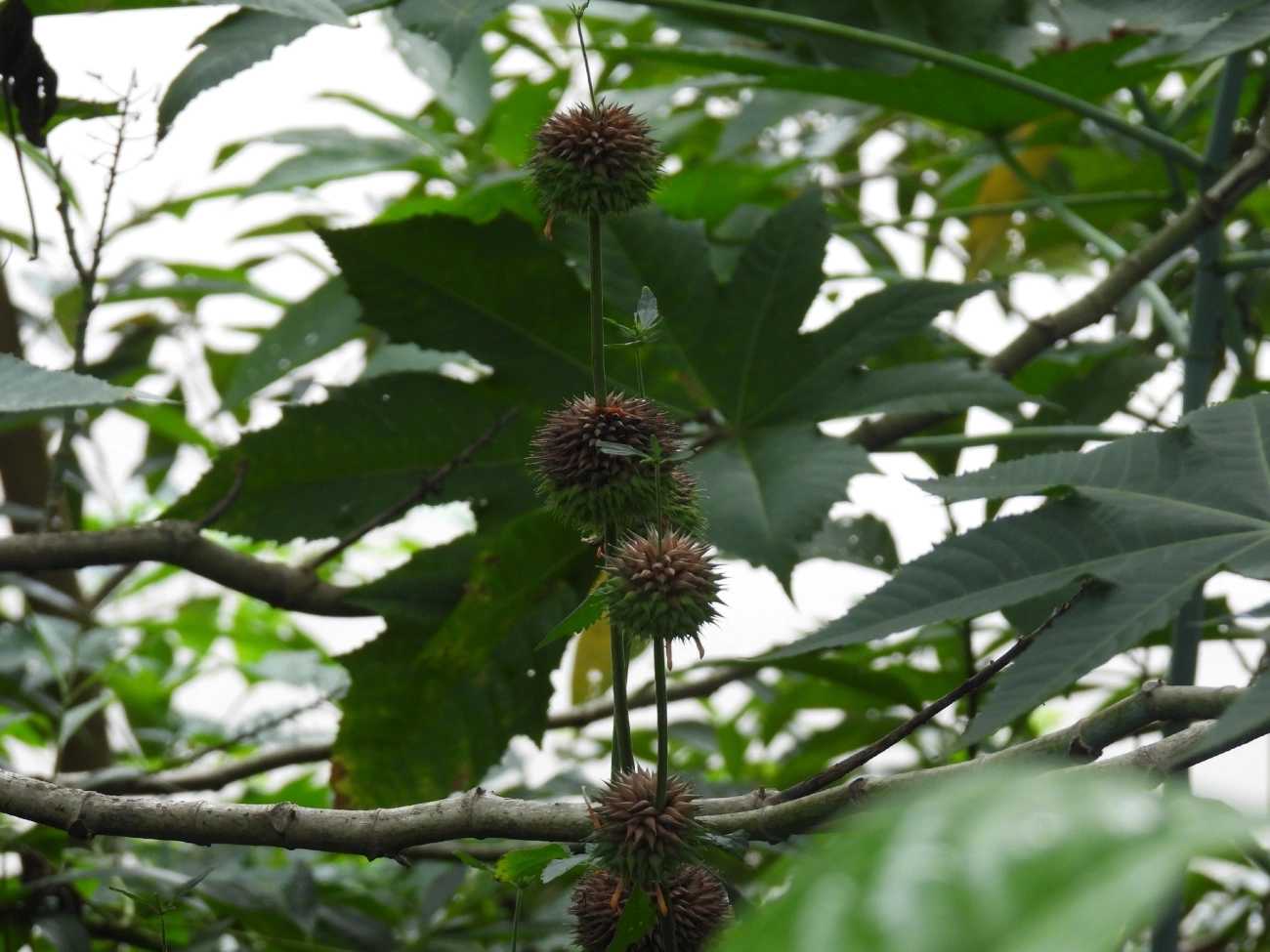 Plantas (Plantae), plantas, fotografado em Guararema