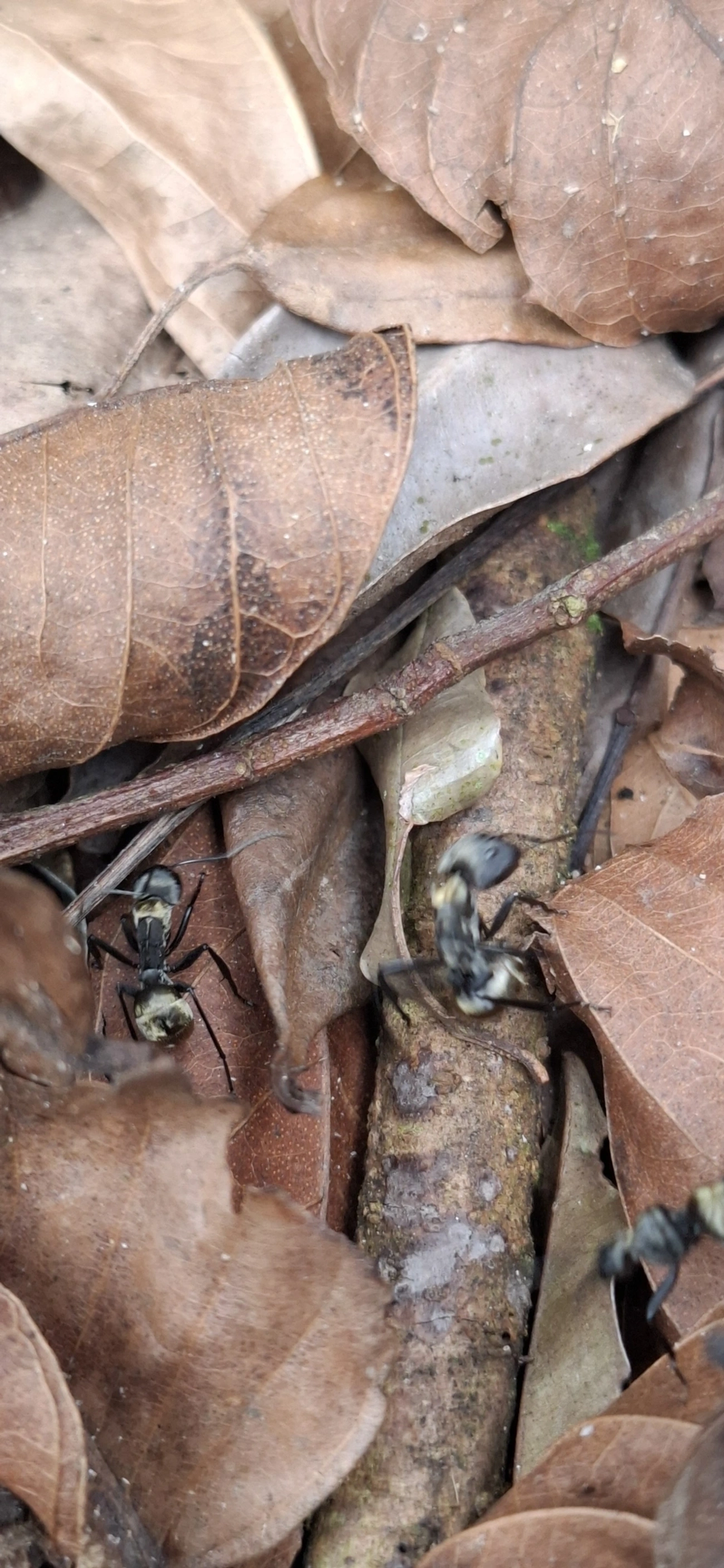 Formiga-dourada (Camponotus sericeiventris), insetos, fotografado em Maresias, São Sebastião
