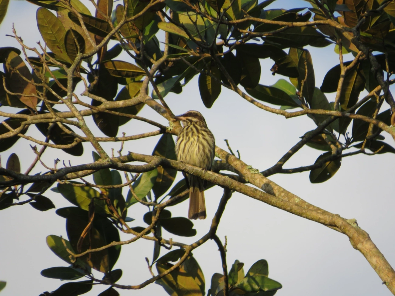 Bem-te-vi-rajado (Myiodynastes maculatus), aves, fotografado em Maresias, São Sebastião