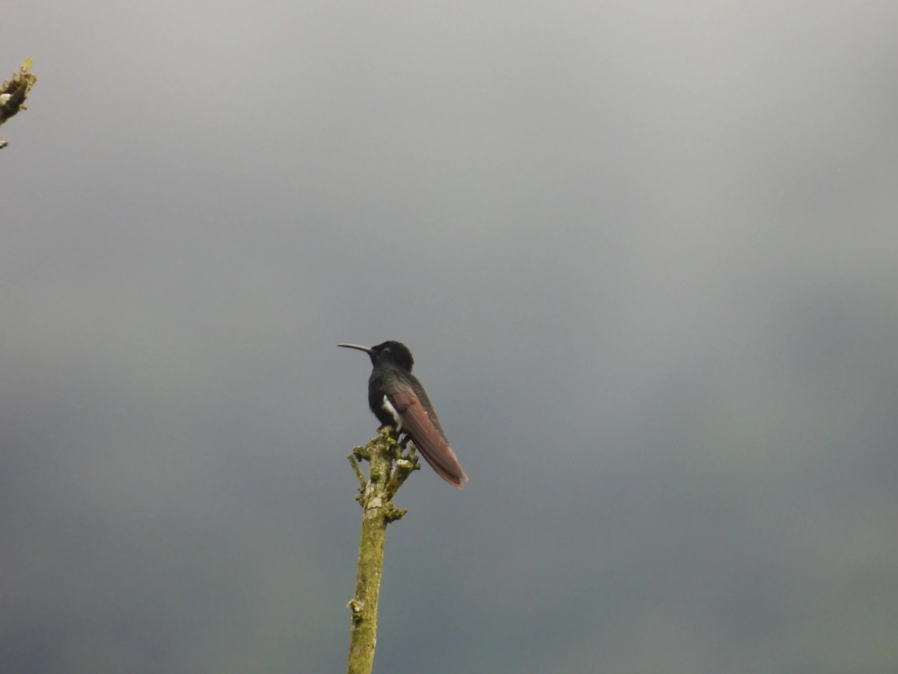 Beija-flor-preto (Florisuga fusca), aves, fotografado em Maresias, São Sebastião