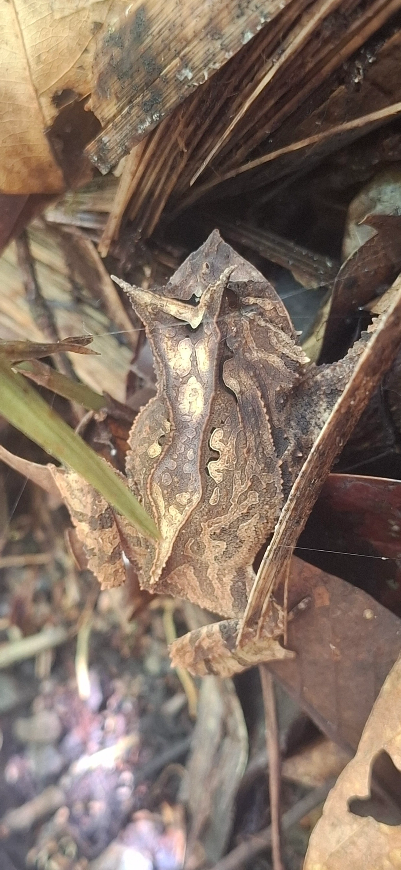 Sapo-de-chifre (Proceratophrys), anfíbios, fotografado em Queluz