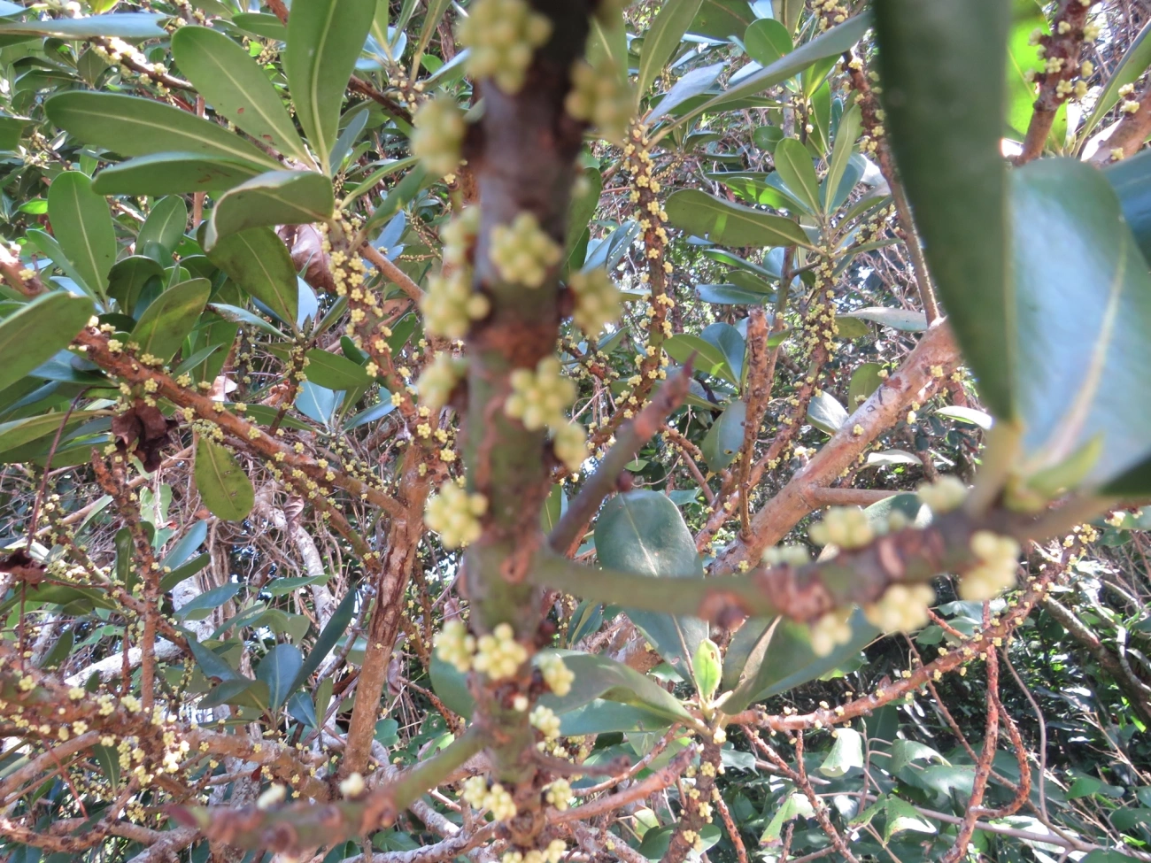 Capororoca (Myrsine umbellata), plantas, fotografado em Maresias, São Sebastião