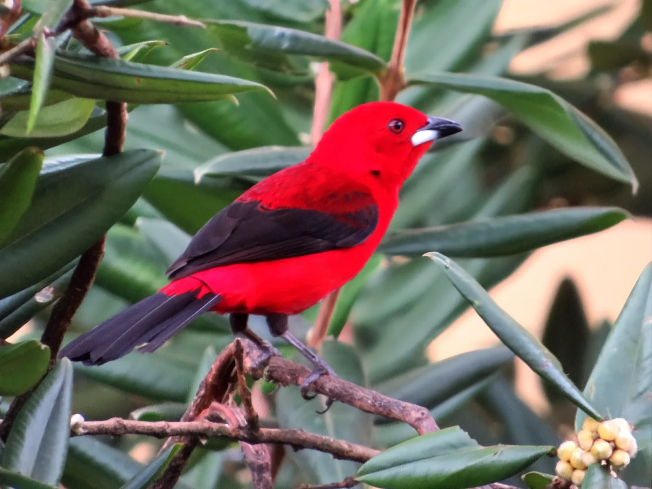 Tiê-sangue (Ramphocelus bresilius), aves, fotografado em Maresias, São Sebastião