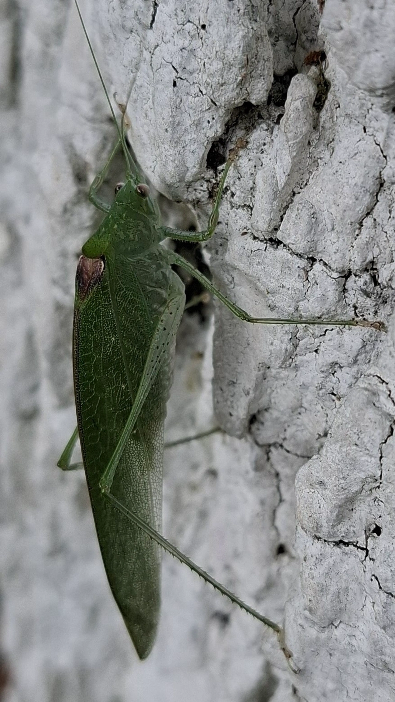 Anaulacomera, insetos, fotografado em Santa Isabel