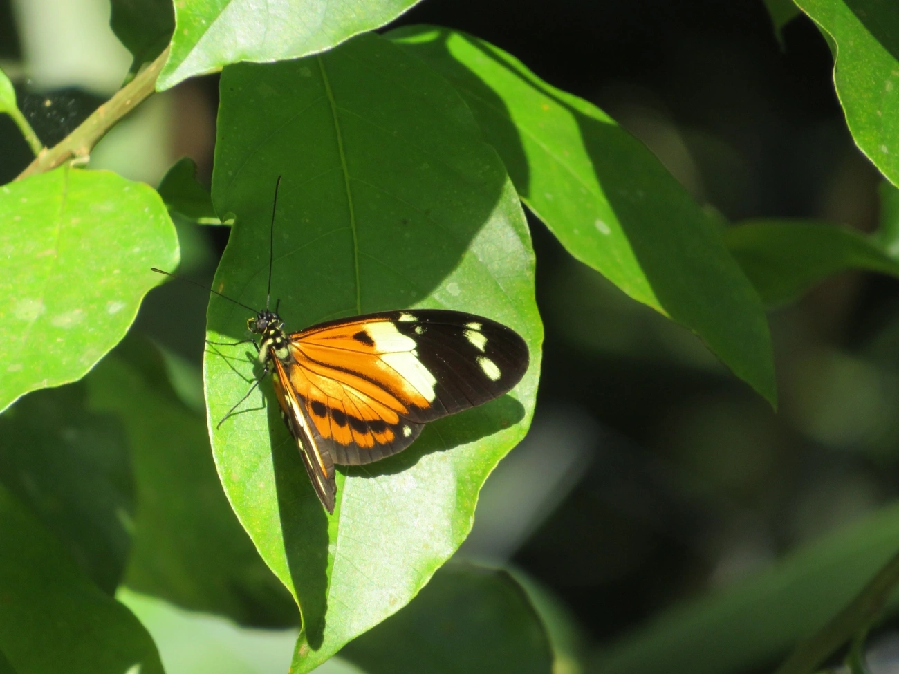 Helicônio-de-numata (Heliconius numata), insetos, fotografado em Paúba, São Sebastião