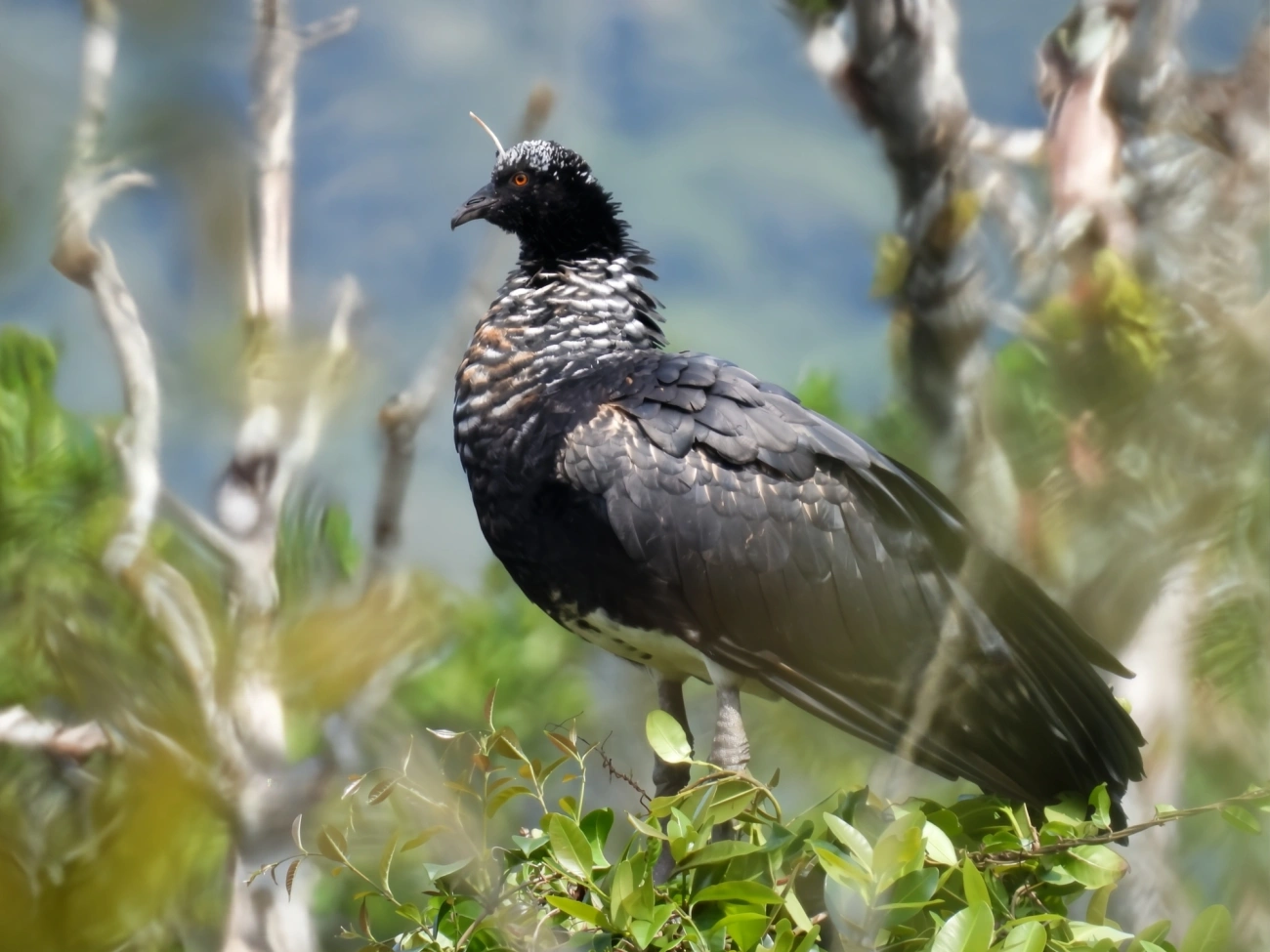 Anhuma (Anhima cornuta), aves, fotografado em Maresias, São Sebastião