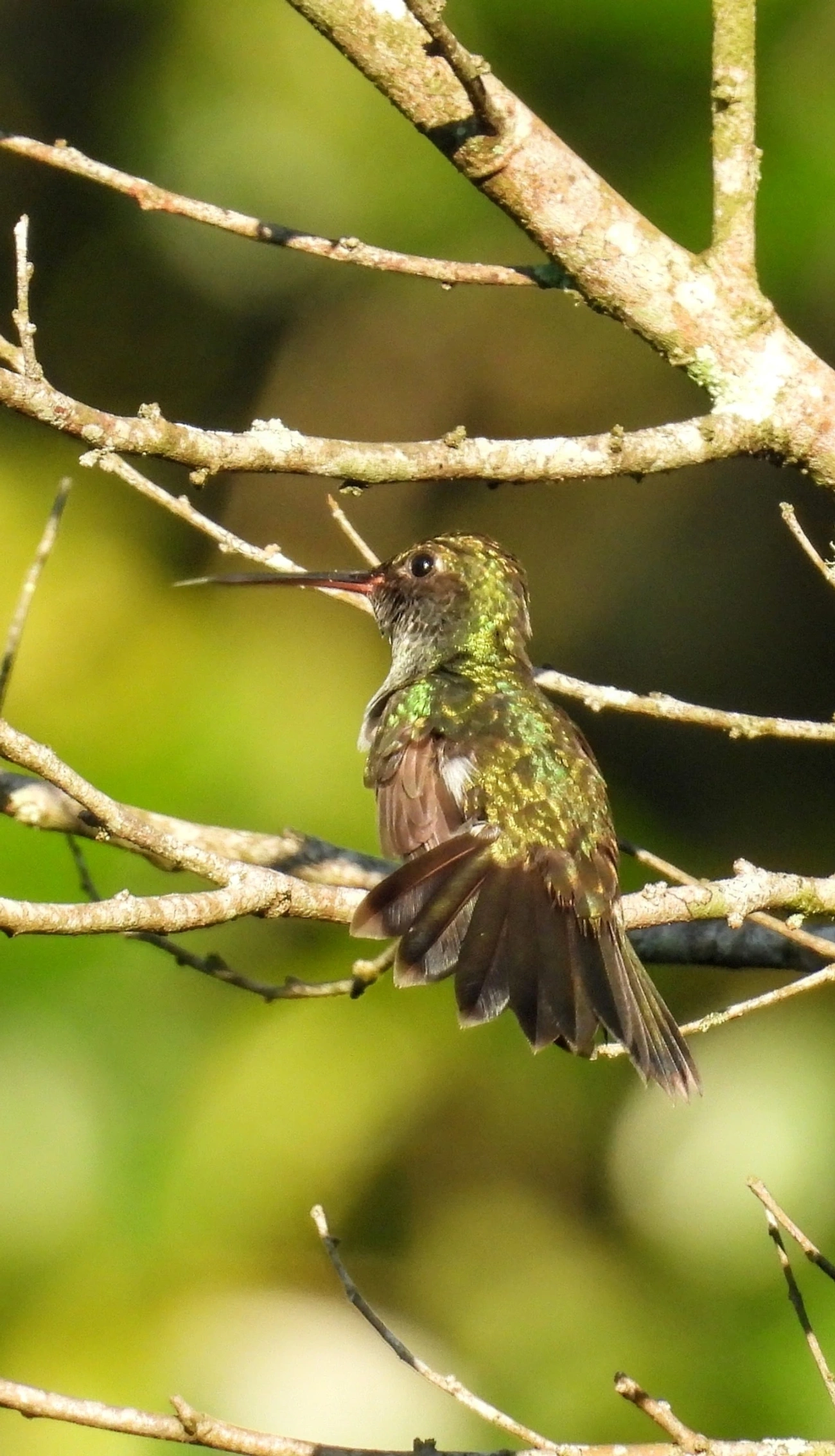 Chionomesa, aves, fotografado em Maresias, São Sebastião