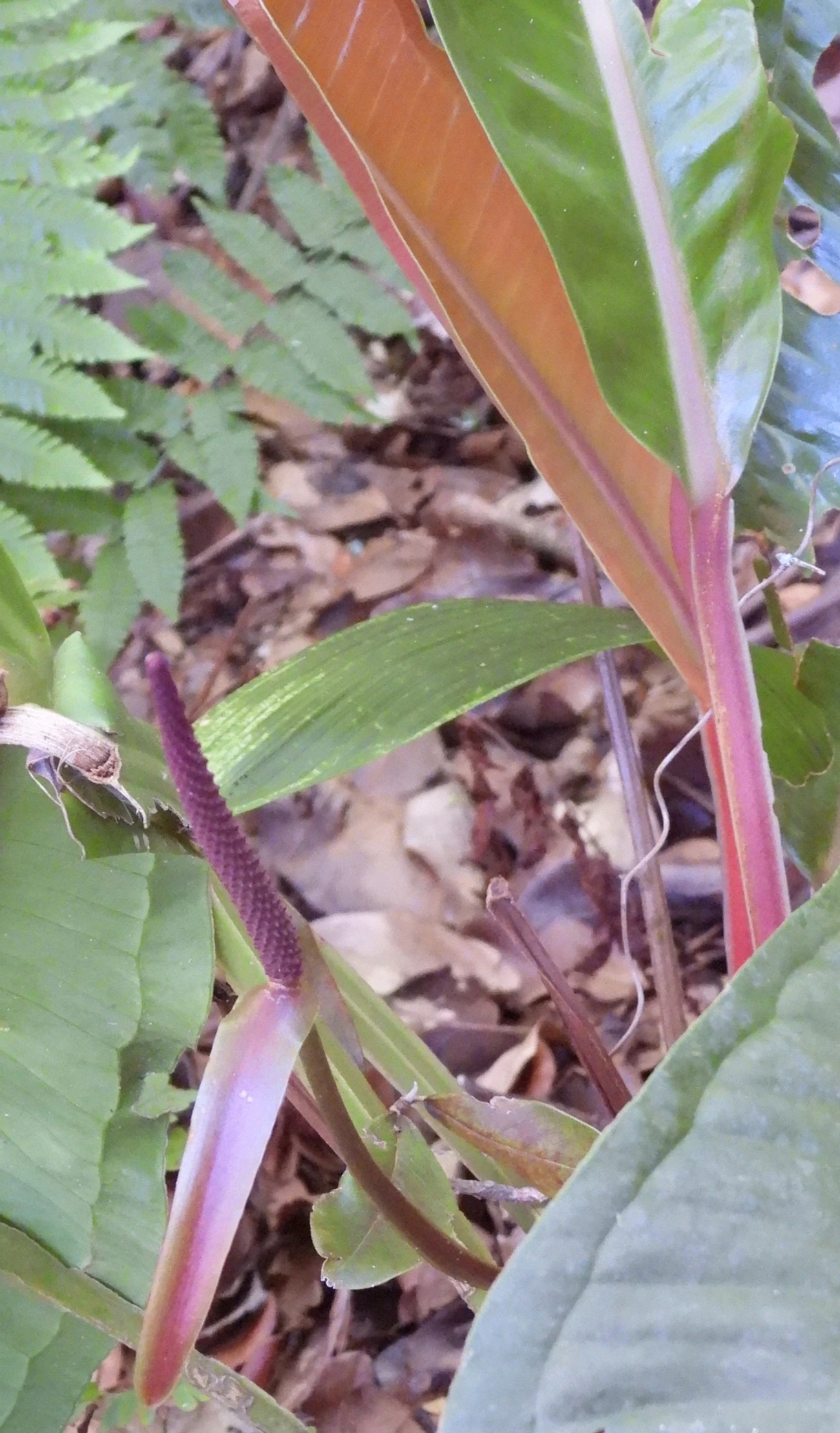 Antúrios (Anthurium), plantas, fotografado em Jabaquara, Ilhabela
