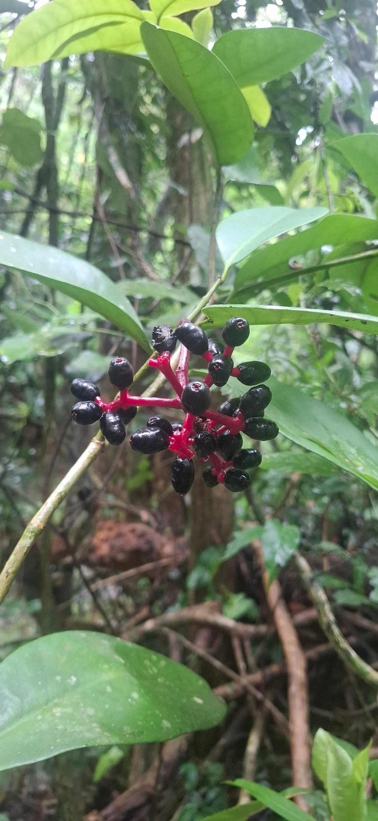 Guapira, plantas, fotografado em Paúba, São Sebastião