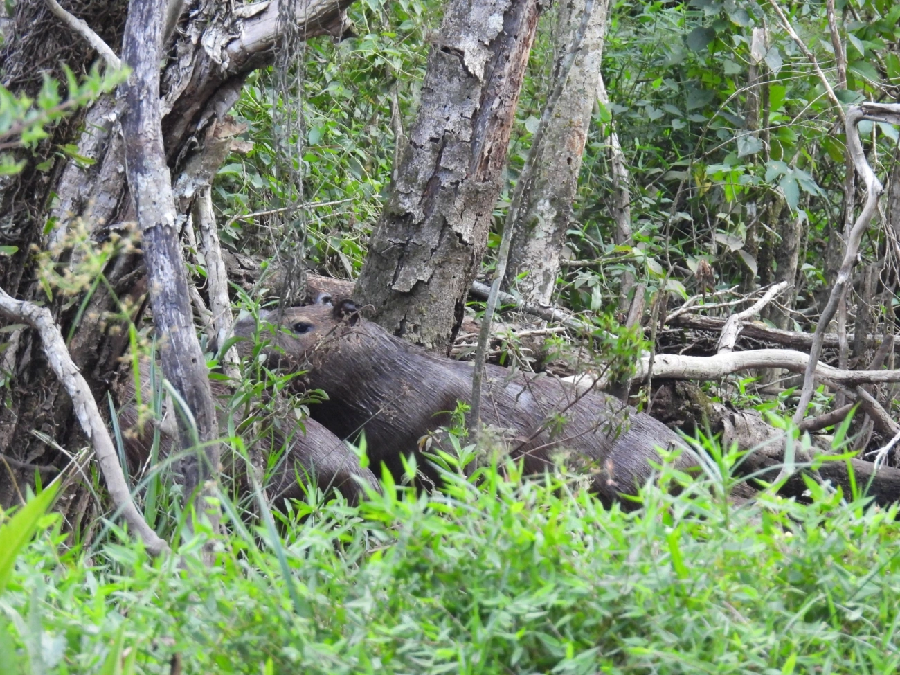 Capivara (Hydrochoerus hydrochaeris), mamíferos, fotografado em Cabreúva
