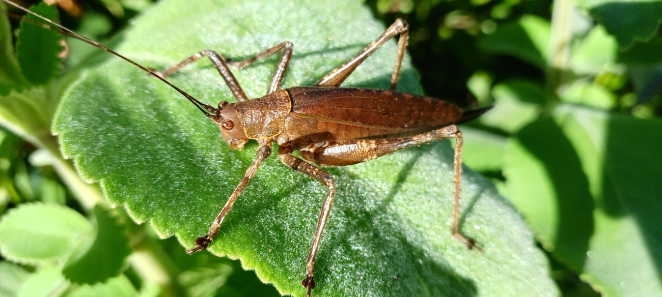 Meroncidius, insetos, fotografado em Maresias, São Sebastião