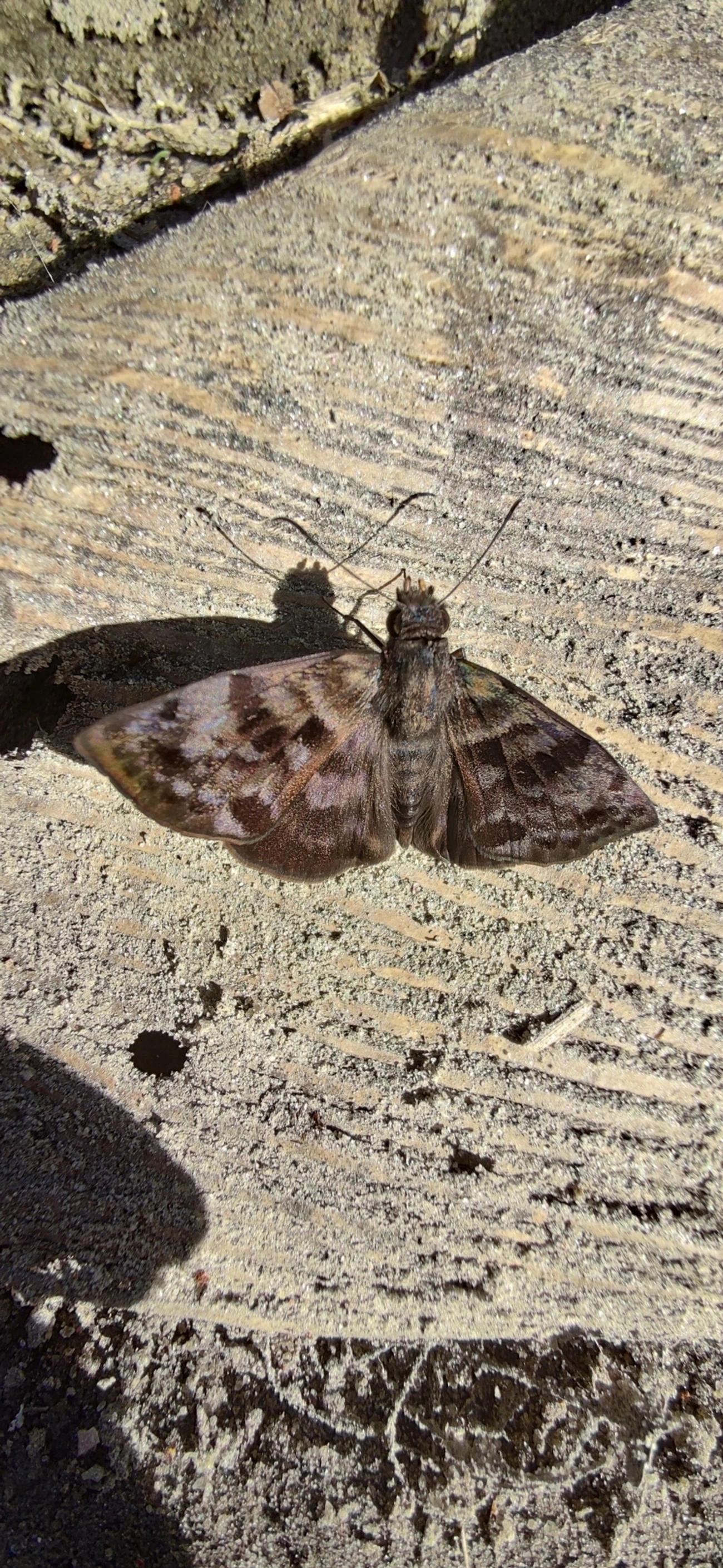 Saltão-variegado (Gorgythion begga), insetos, fotografado em Maresias, São Sebastião