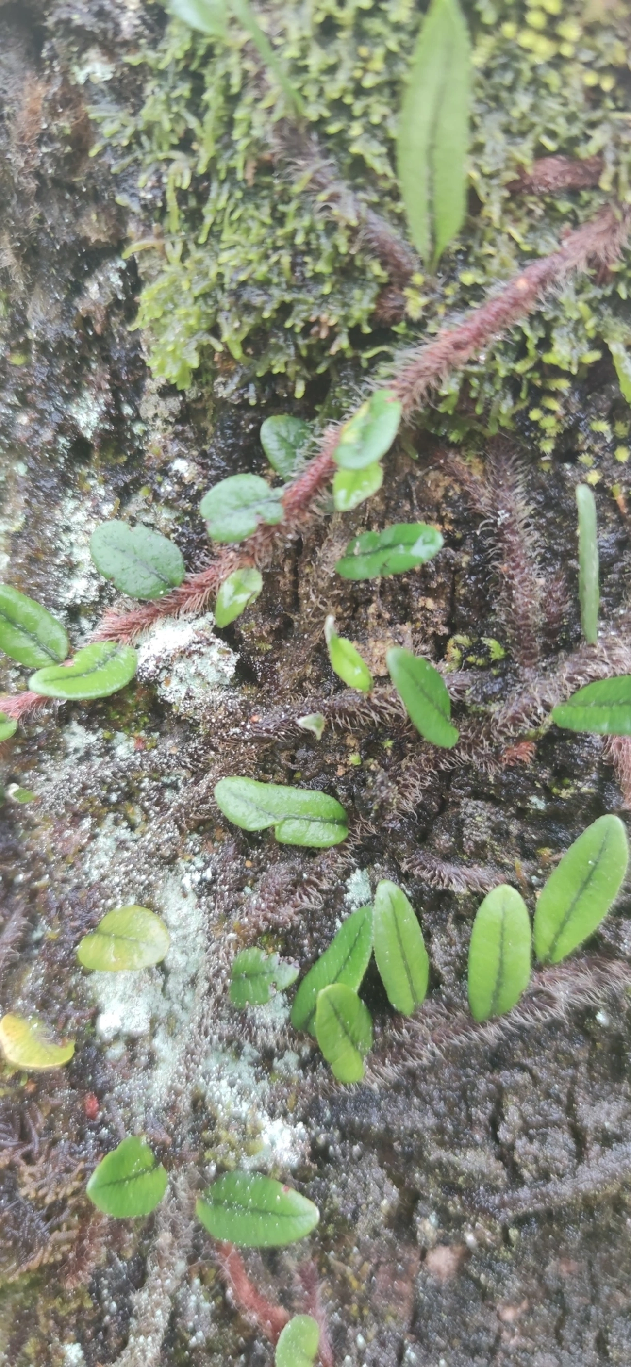 Microgramma, plantas, fotografado em Maresias, São Sebastião