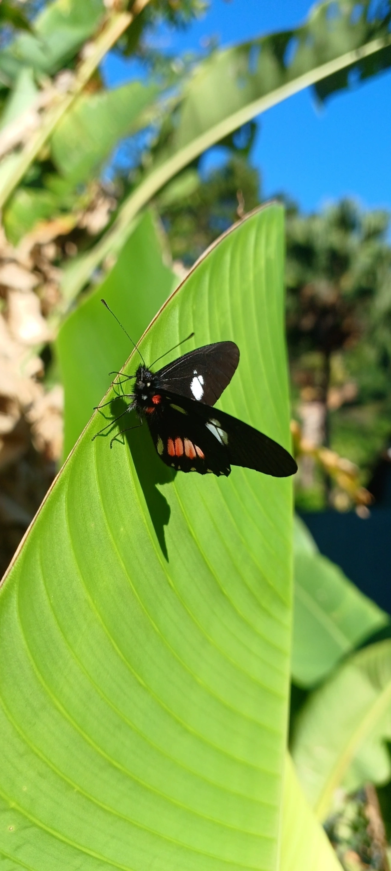 Branca-mimética (Archonias brassolis), insetos, fotografado em Maresias, São Sebastião