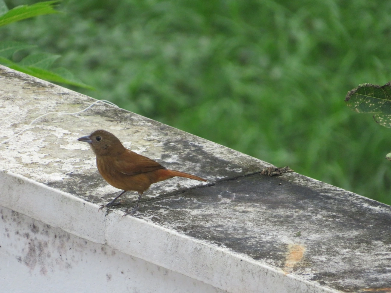 Tiê-preto (Tachyphonus coronatus), aves, fotografado em Maresias, São Sebastião
