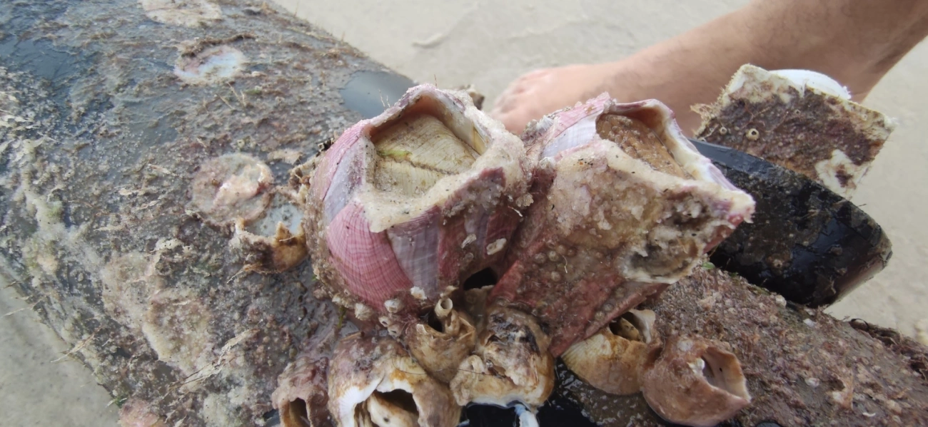 Megabalanus, crustáceos, fotografado em Maresias, São Sebastião