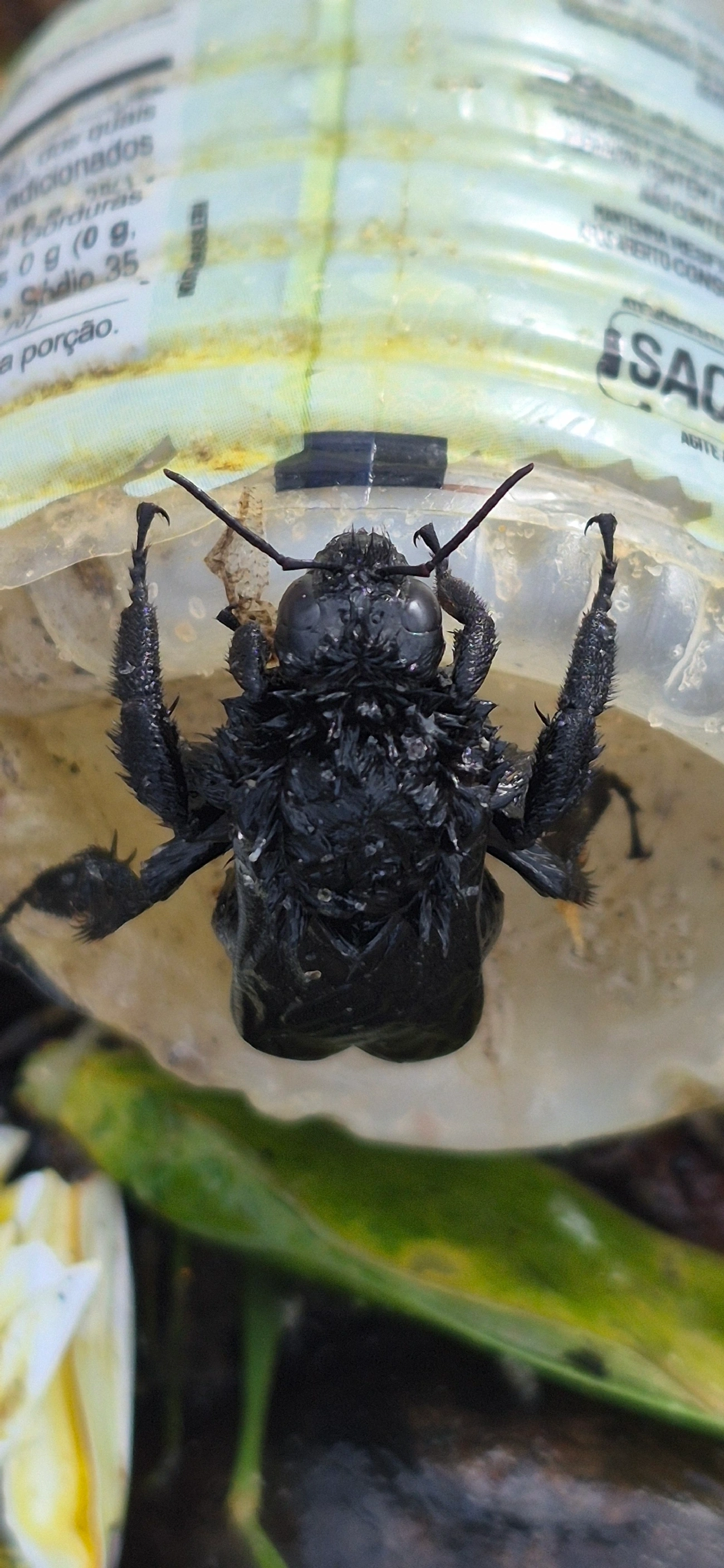 Bombus morio, insetos, fotografado em Maresias, São Sebastião
