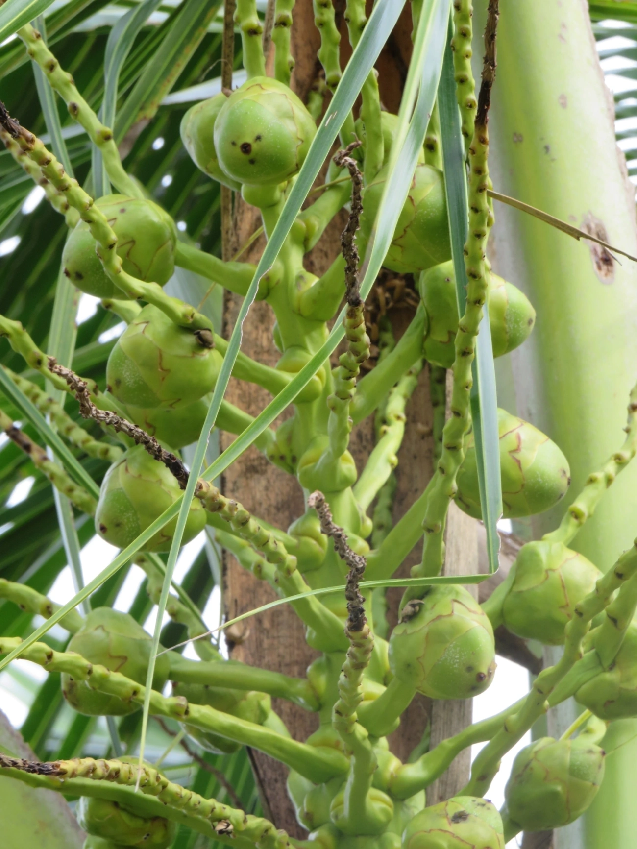 Coqueiro (Cocos nucifera), plantas, fotografado em Maresias, São Sebastião