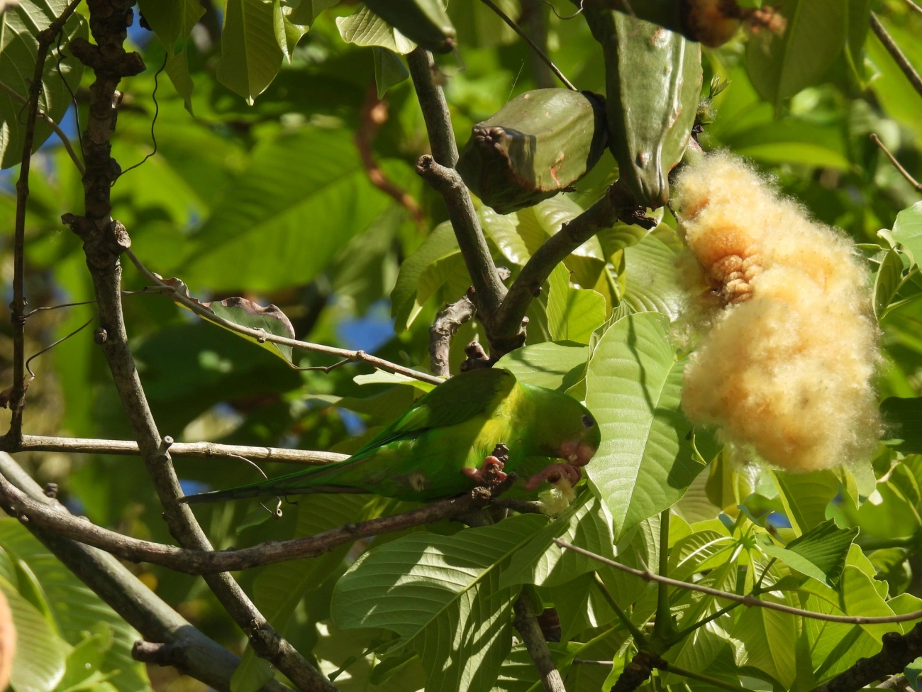 Paineira (Ceiba speciosa), plantas, fotografado em Maresias, São Sebastião
