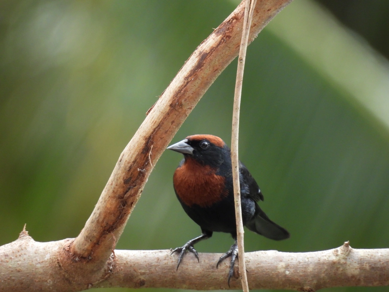 Garibaldi (Chrysomus ruficapillus), aves, fotografado em Maresias, São Sebastião