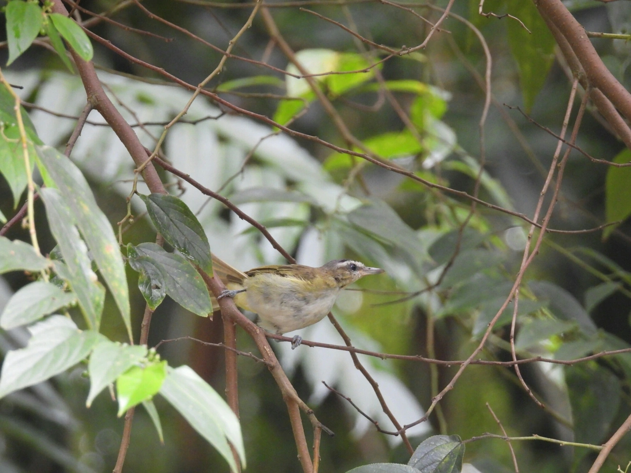 Juruviara (Vireo chivi), aves, fotografado em Bonete, Ilhabela
