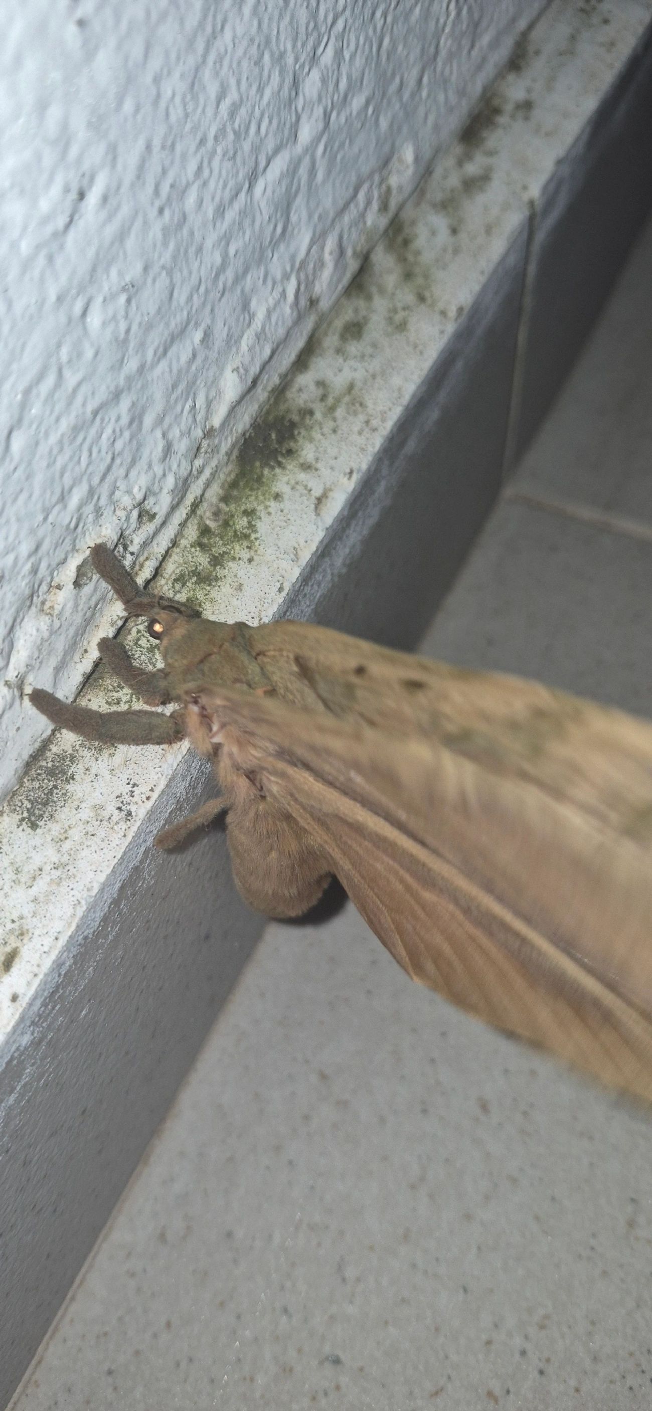 Mariposa-fantasma (Trichophassus giganteus), insetos, fotografado em Maresias, São Sebastião