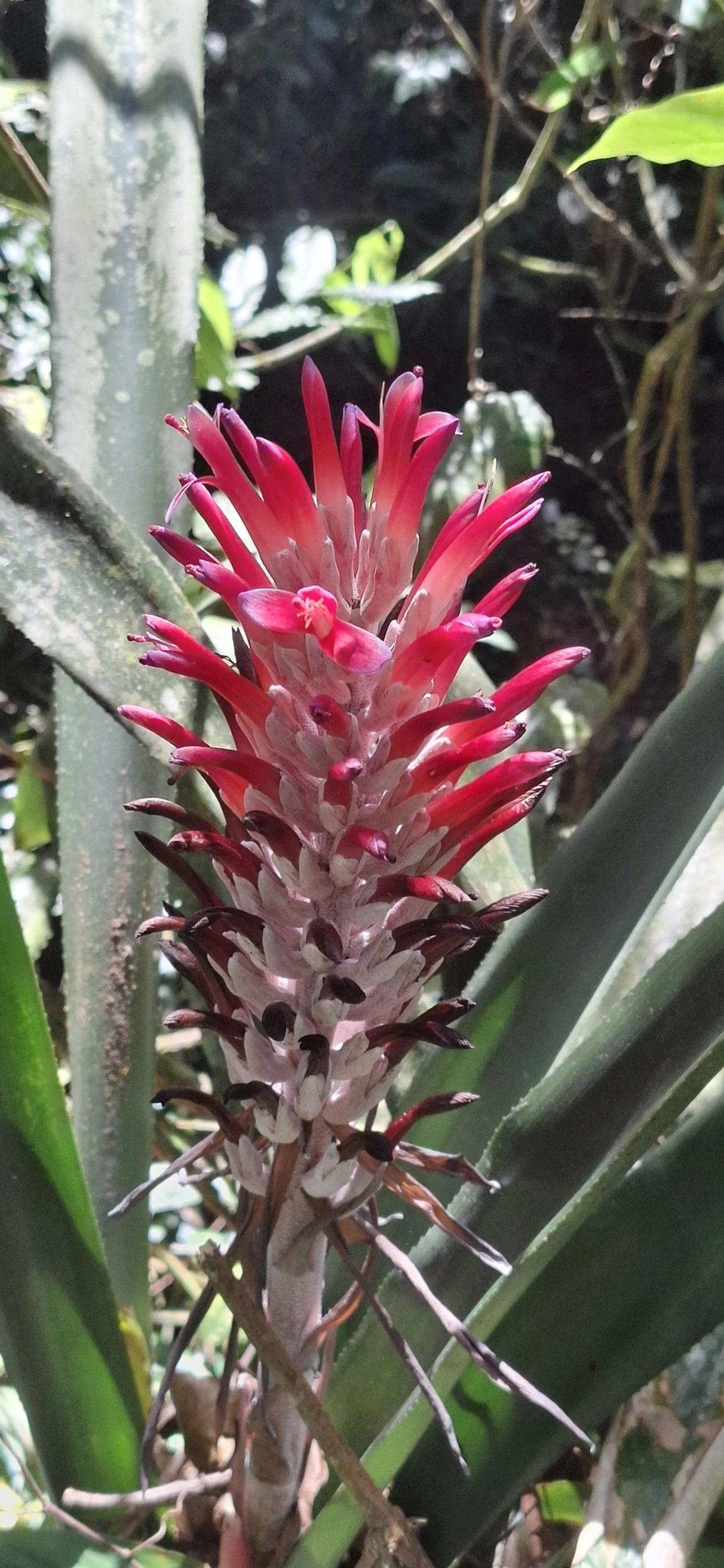 Bromélia-tocha (Billbergia pyramidalis), plantas, fotografado em Enxovas, Ilhabela